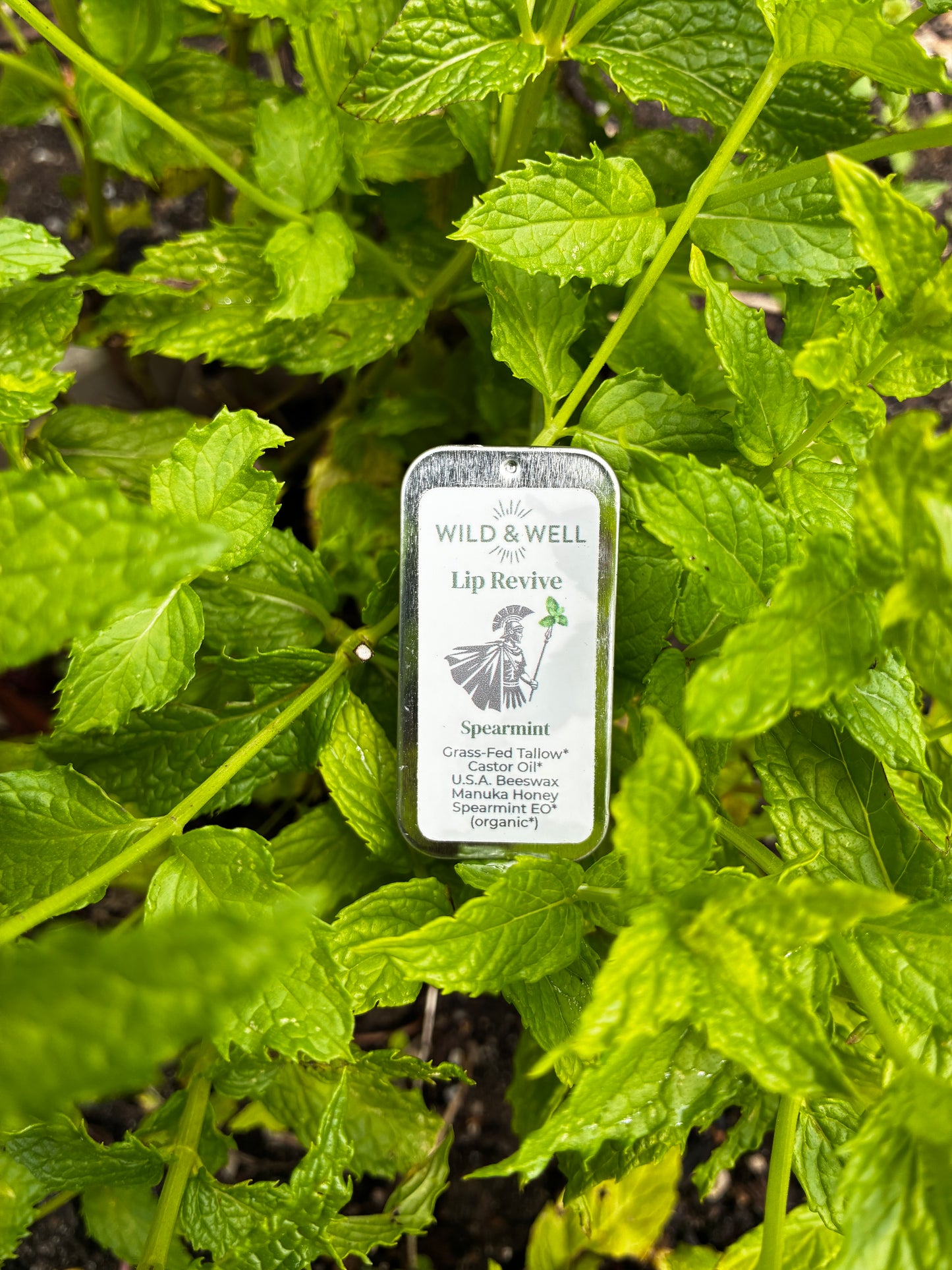 Lip Revive | Spearmint Tallow Lip Balm